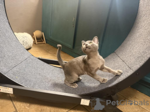 Photo №1. burmese cat - for sale in the city of Burgdorf | 361$ | Announcement № 173288