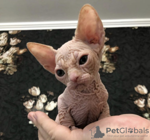 Photo №2 to announcement № 87611 for the sale of sphynx-katze - buy in United States private announcement