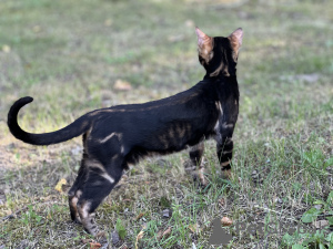 Photo №4. I will sell bengal cat in the city of Ливерпуль. private announcement, from nursery, breeder - price - negotiated