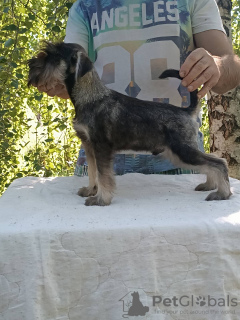 Additional photos: Miniature schnauzer puppies pepper salt