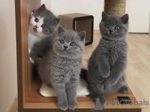 Photo №1. british shorthair - for sale in the city of Yvoire | 282$ | Announcement № 133162