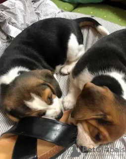 Photo №3. Beautiful beagles puppies. Ukraine