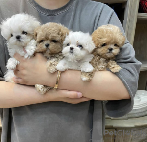 Photo №1. maltese dog - for sale in the city of Versoix | 423$ | Announcement № 127170