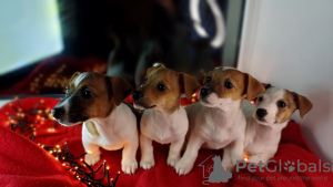 Photo №2 to announcement № 82124 for the sale of jack russell terrier - buy in Ukraine private announcement