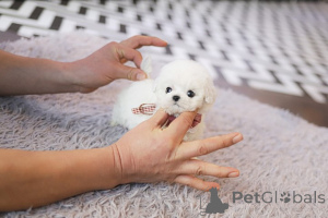Photo №4. I will sell bichon frise in the city of Indiana. breeder - price - Is free
