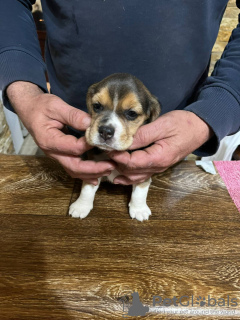 Photo №4. I will sell beagle in the city of Lajkovac. private announcement - price - negotiated