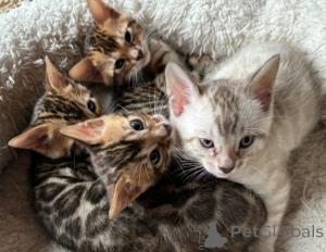Photo №1. bengal cat - for sale in the city of EMKHUZWENI | negotiated | Announcement № 172055