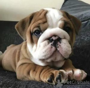 Photo №1. english bulldog - for sale in the city of Эспоо | negotiated | Announcement № 41452