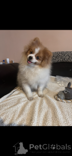 Photo №2 to announcement № 164537 for the sale of german spitz, pomeranian - buy in France breeder