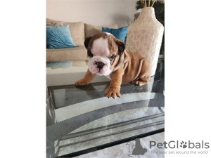 Photo №1. english bulldog - for sale in the city of Heilbronn | 425$ | Announcement № 99129