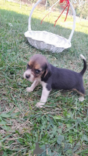 Additional photos: beagle