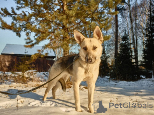 Photo №3. Vesta is looking for a house!. Russian Federation