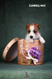 Photo №2 to announcement № 9807 for the sale of jack russell terrier - buy in Russian Federation breeder