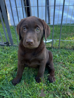 Photo №1. labrador retriever - for sale in the city of Munich | negotiated | Announcement № 165688