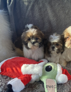 Photo №1. shih tzu - for sale in the city of Almería | 465$ | Announcement № 176479