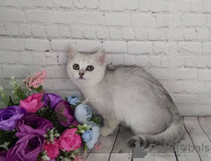 Photo №4. I will sell british shorthair in the city of Москва. breeder - price - 265$