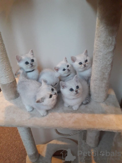 Additional photos: Two lovely British shorthair kittens available now