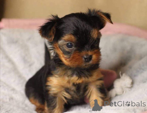 Photo №3. have yorkie pups for sale at giveaway price..cutes lovely yorkie puppy And there. Belgium