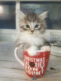 Photo №1. siberian cat - for sale in the city of Benkovac | negotiated | Announcement № 169482