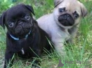 Photo №1. pug - for sale in the city of Paris | negotiated | Announcement № 124752