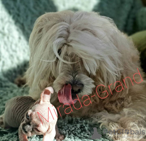 Photo №4. I will sell elf in the city of Москва. from nursery - price - negotiated