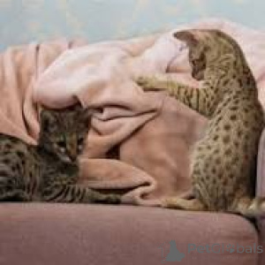 Photo №1. savannah cat - for sale in the city of Marseilles | 516$ | Announcement № 165928