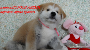 Additional photos: Akita Inu Puppies