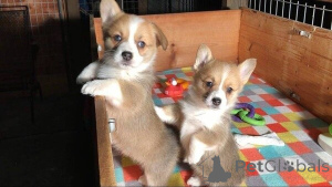 Photo №1. welsh corgi - for sale in the city of Cologne | 471$ | Announcement № 149683