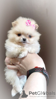 Photo №2 to announcement № 103106 for the sale of pomeranian - buy in Belarus breeder