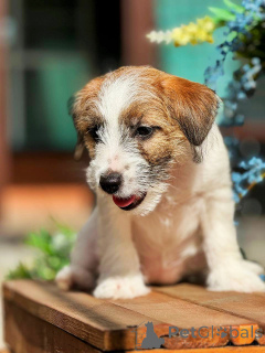 Photo №3. Puppy jack Russell Terrier from the champions with the genealogy. Russian Federation