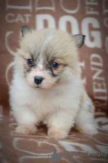 Photo №4. I will sell welsh corgi in the city of Kragujevac. breeder - price - negotiated