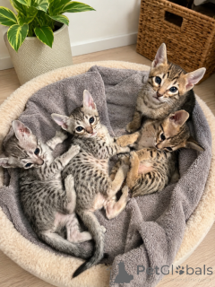 Photo №1. savannah cat - for sale in the city of Essenbach | 361$ | Announcement № 173645
