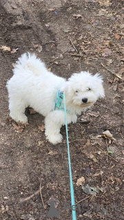 Photo №2 to announcement № 176566 for the sale of bichon frise - buy in Finland 