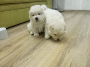 Photo №3. chow chow. Belarus