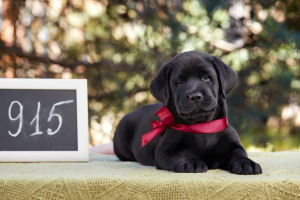 Photo №4. I will sell labrador retriever in the city of Москва. from nursery, breeder - price - 665$