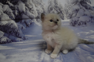 Photo №1. ragdoll - for sale in the city of Samara | Negotiated | Announcement № 5968