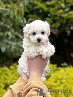 Additional photos: Maltipoo puppy