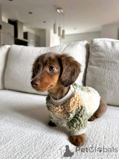Photo №1. dachshund - for sale in the city of Helsinki | 516$ | Announcement № 163626