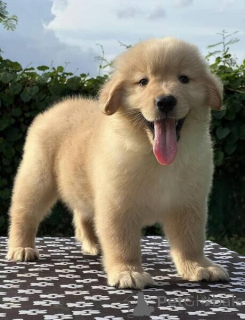 Photo №1. golden retriever - for sale in the city of Stockholm | negotiated | Announcement № 169763