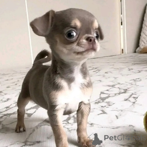 Photo №2 to announcement № 152836 for the sale of chihuahua - buy in Germany private announcement