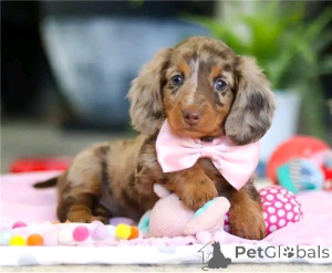 Photo №4. I will sell dachshund in the city of Berlin. private announcement, from the shelter - price - 568$