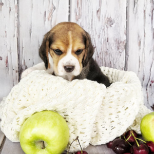 Additional photos: Beagle puppies with documents