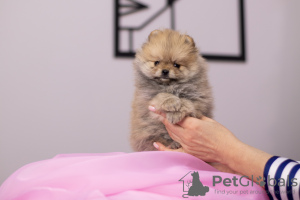 Photo №4. I will sell pomeranian in the city of Warsaw. private announcement, breeder - price - 1479$