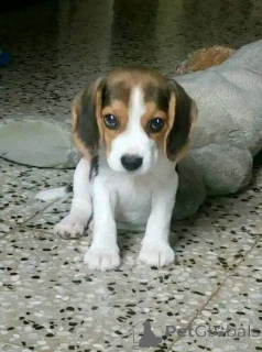 Photo №2 to announcement № 161169 for the sale of  - buy in United Kingdom 