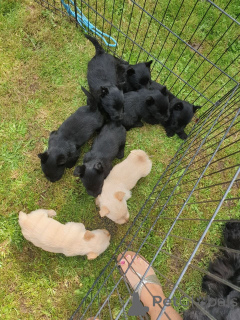 Photo №3. Scottish Terrier puppies. Belgium