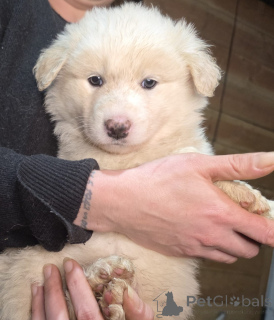 Photo №1. non-pedigree dogs - for sale in the city of Darmstadt | 376$ | Announcement № 152382