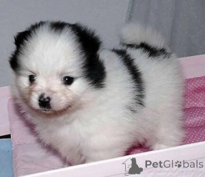 Photo №4. I will sell pomeranian in the city of Zürich.  - price - negotiated