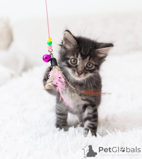 Photo №3. Three babies are urgently looking for a house.. Russian Federation