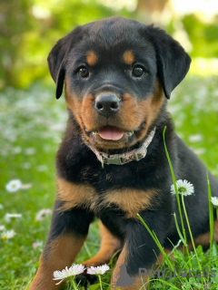 Photo №1. rottweiler - for sale in the city of Minsk | negotiated | Announcement № 20447