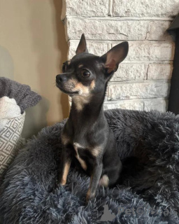 Photo №4. I will sell chihuahua in the city of Bayerbach Bei Ergoldsbach.  - price - negotiated